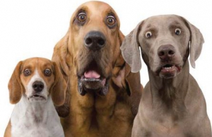 dogs surprised